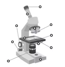 What are the parts of a microscope?